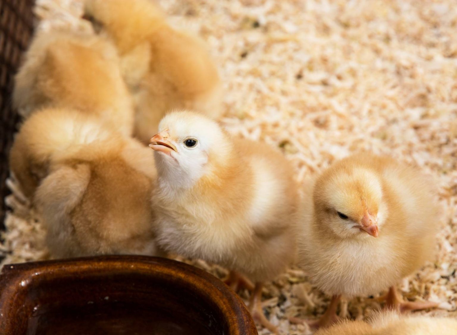 Common Mistakes New Poultry Owners Make With Chicks - Backyard Poultry